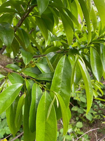 Soursop Graviola Leaf 1oz Extract