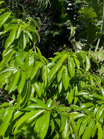Soursop Leaf Tea - Hawaiian Chai *USA Maui Organically Grown* "4 Max Order... Please"