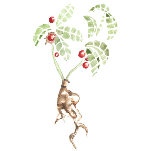 ASHWAGANDHA Plus GINGER 90 Veggie Capsules - 400 mg per capsule