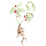 ASHWAGANDHA Plus GINGER  90 Veggie Capsules - 400 mg per capsule (Organic)