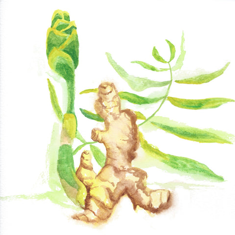 ASHWAGANDHA Plus GINGER 90 Veggie Capsules - 400 mg per capsule