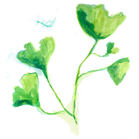 Ginkgo + Gotu Kola Extract 90 Vcaps - 375 mg per capsule