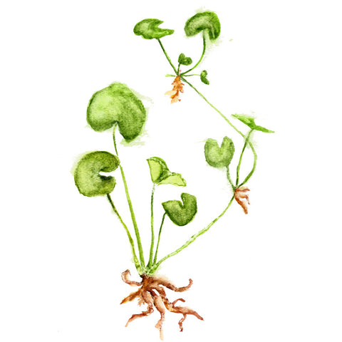 Ginkgo + Gotu Kola Extract 90 Vcaps - 375 mg per capsule