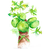 Green Papaya Fruit Powder 6oz ( Organic )