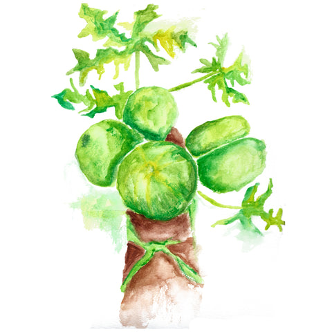 Green Papaya Fruit Powder 6oz ( Organic )