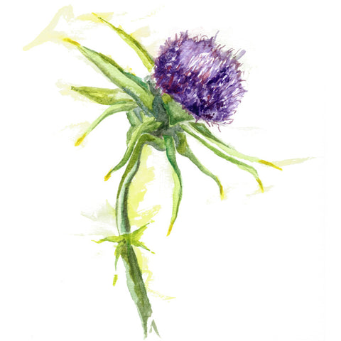 Milk Thistle 60 Vcaps - 400 mg per capsule "Certified Organically Grown"