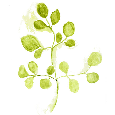 Moringa Powder 8oz (Organic)