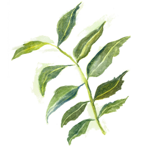 Neem 90 V-Caps 450mg per capsule Organically Grown