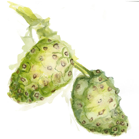 NONI FRUIT 120 Vcaps - 400mg per capsule