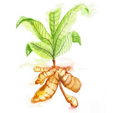 TURMERIC + Black Pepper 90 Vcaps - 440mg per capsule *Certified Organically Grown*