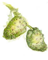 Noni Plus = Energized Noni Quality Blend 60 - 375 mg Vcaps