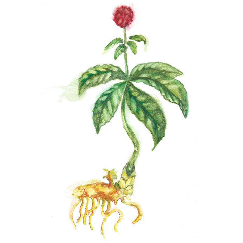 goldenseal root