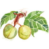 Noni Kukui Nut Oil - 1 oz