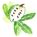 Soursop Leaf Tea - Hawaiian Chai *USA Maui Organically Grown*