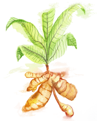 Noni Plus = Energized Noni Quality Blend 60 - 375 mg Vcaps